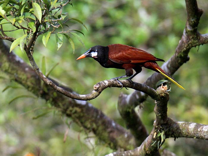 Montezuma Bird Watching, Montezuma Tours, Costa Rica