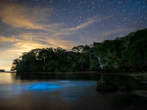 Bioluminescence Tour from Montezuma to Playa Muertos, Costa Rica