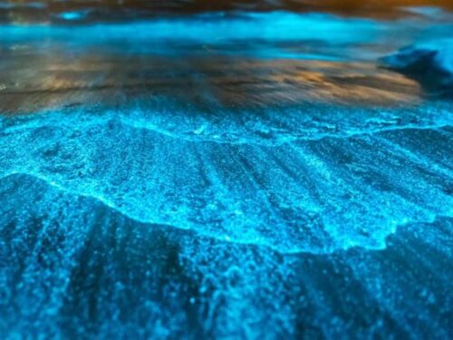 Bioluminescence Tour from Montezuma to Playa Muertos, Costa Rica